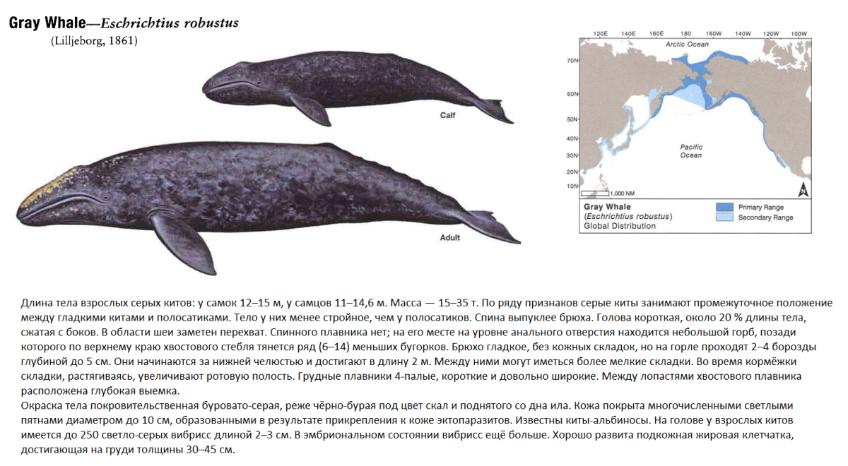 Касатка и Дельфин
