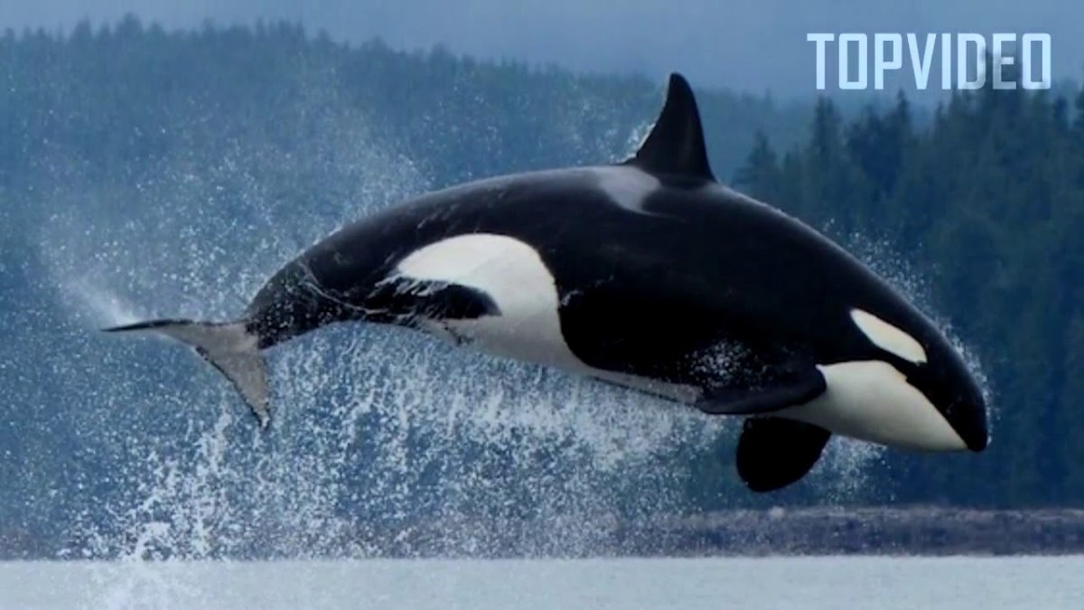 Касатка Хьюго