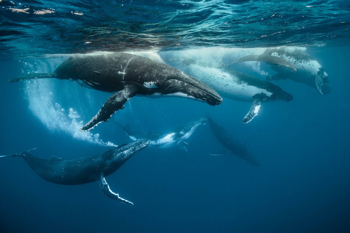 Синий кит Эстетика