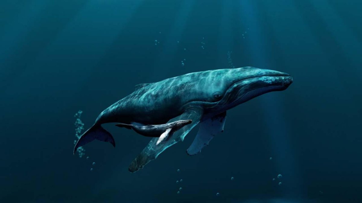 Космический кит