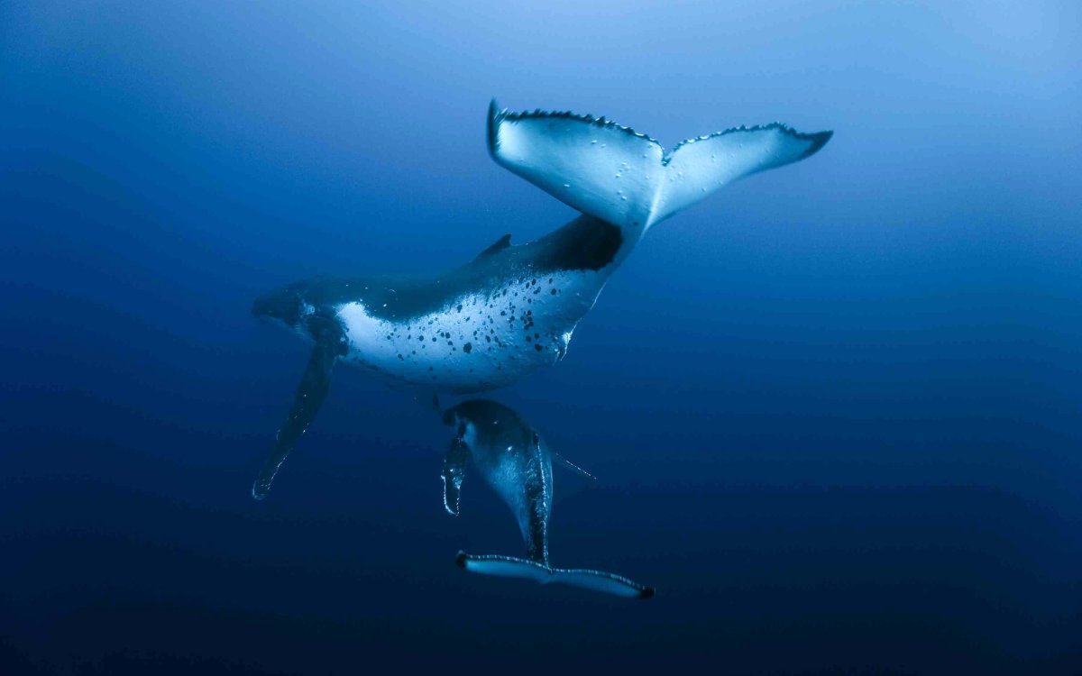 Синий кит и касатка