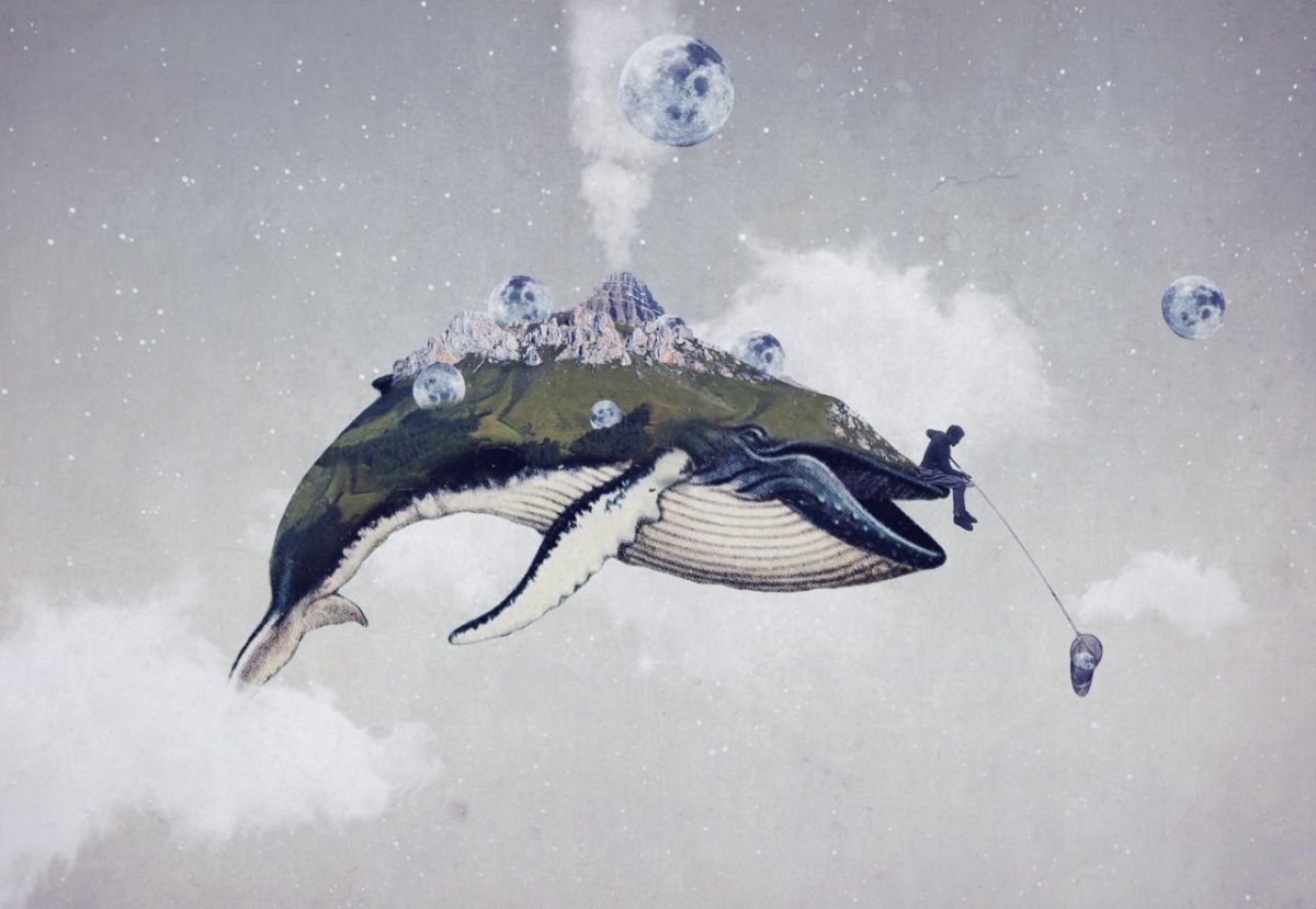 Косатка Orcinus Orca