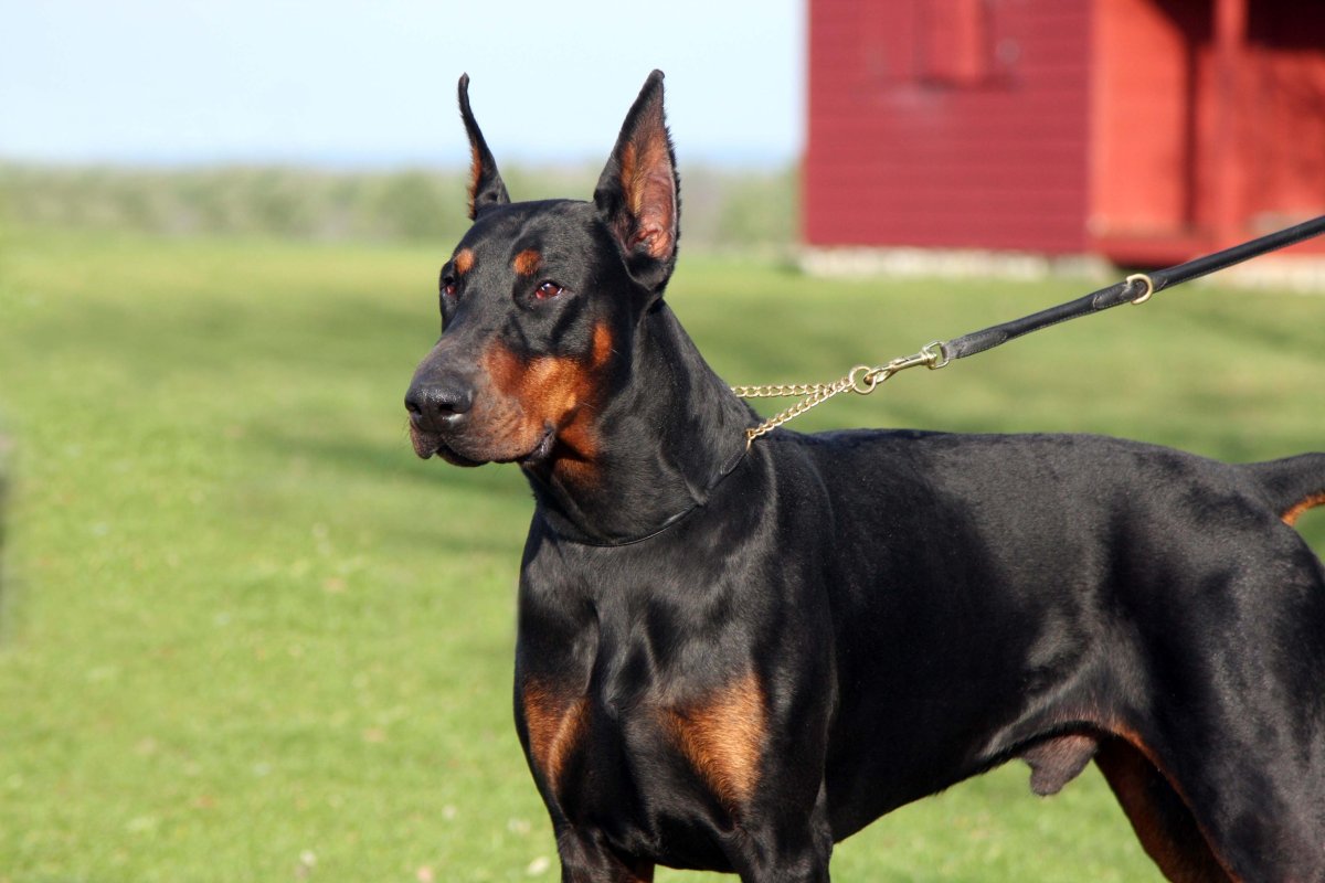 Доберман некупированный