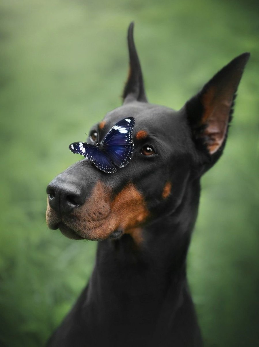 Доберман шоколадный