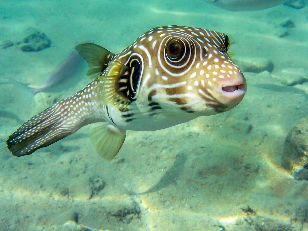 Групер Средиземного моря