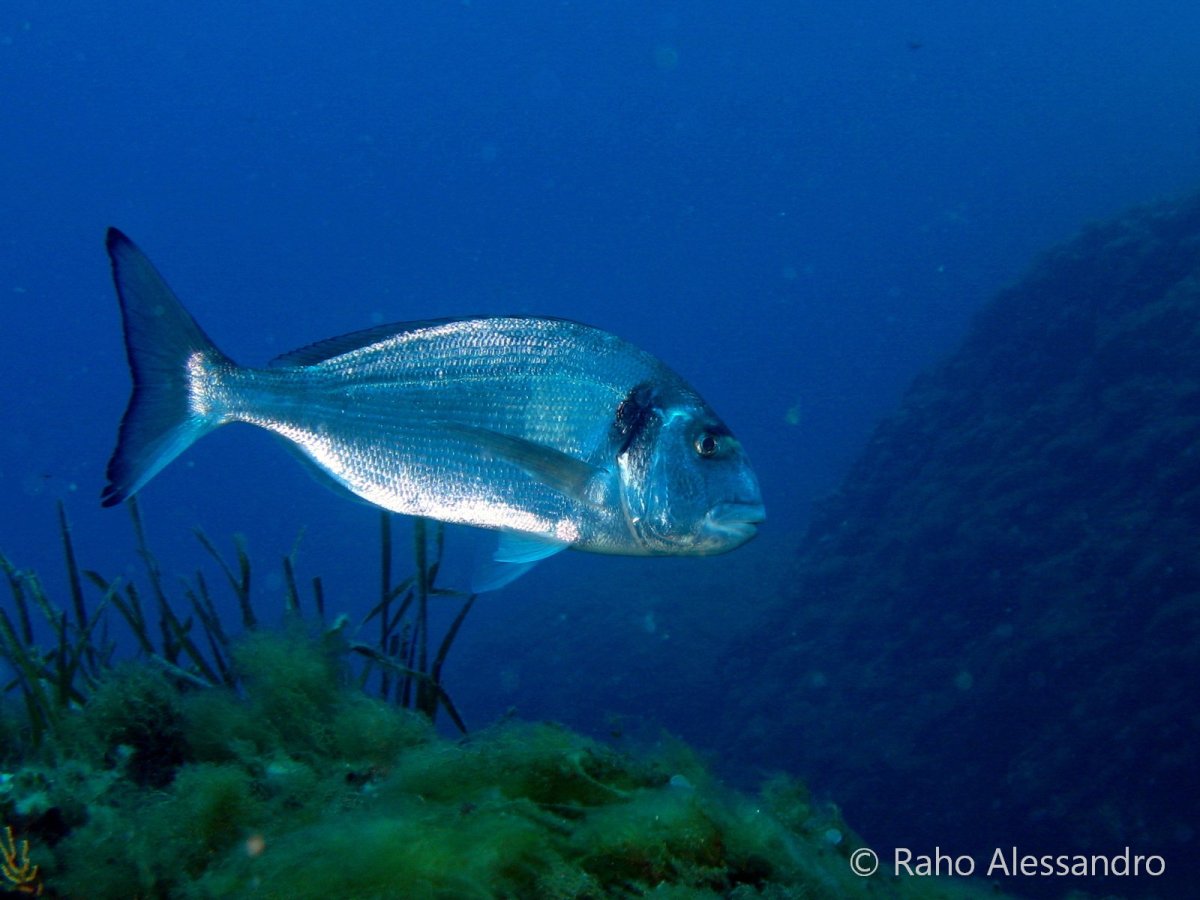 Рыбки Средиземного моря