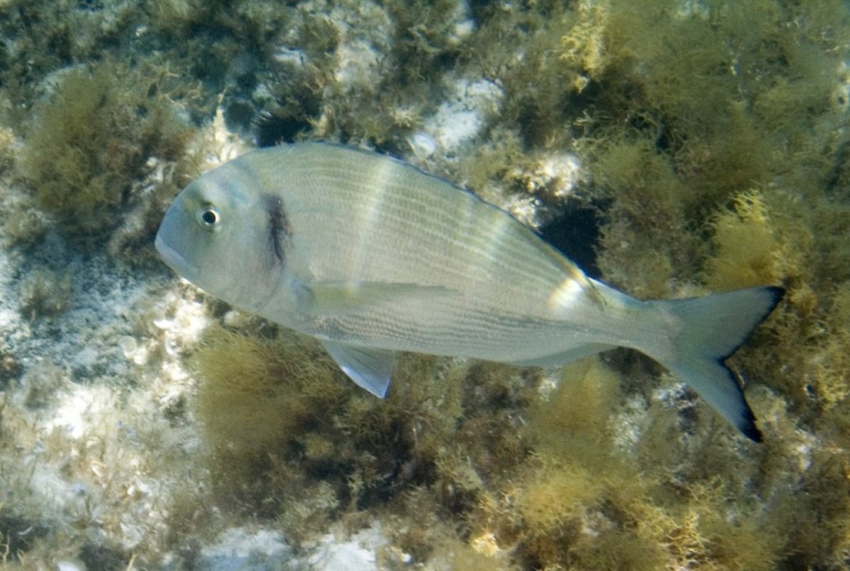 Рыба фугу в Средиземном море