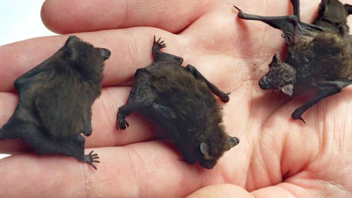 Летучая мышь