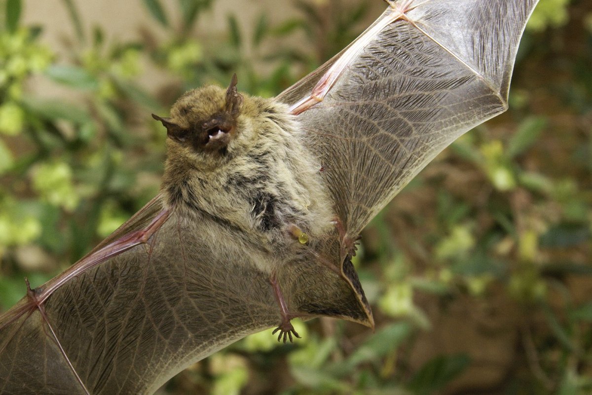 Летучая мышь нетопырь