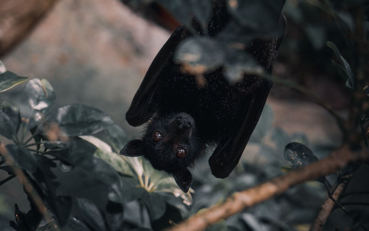 Ночная летучая мышь