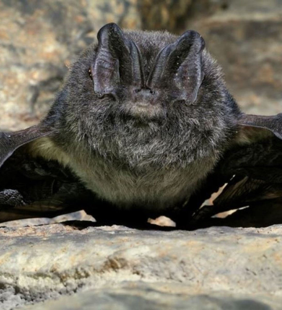 Barbastella leucomelas