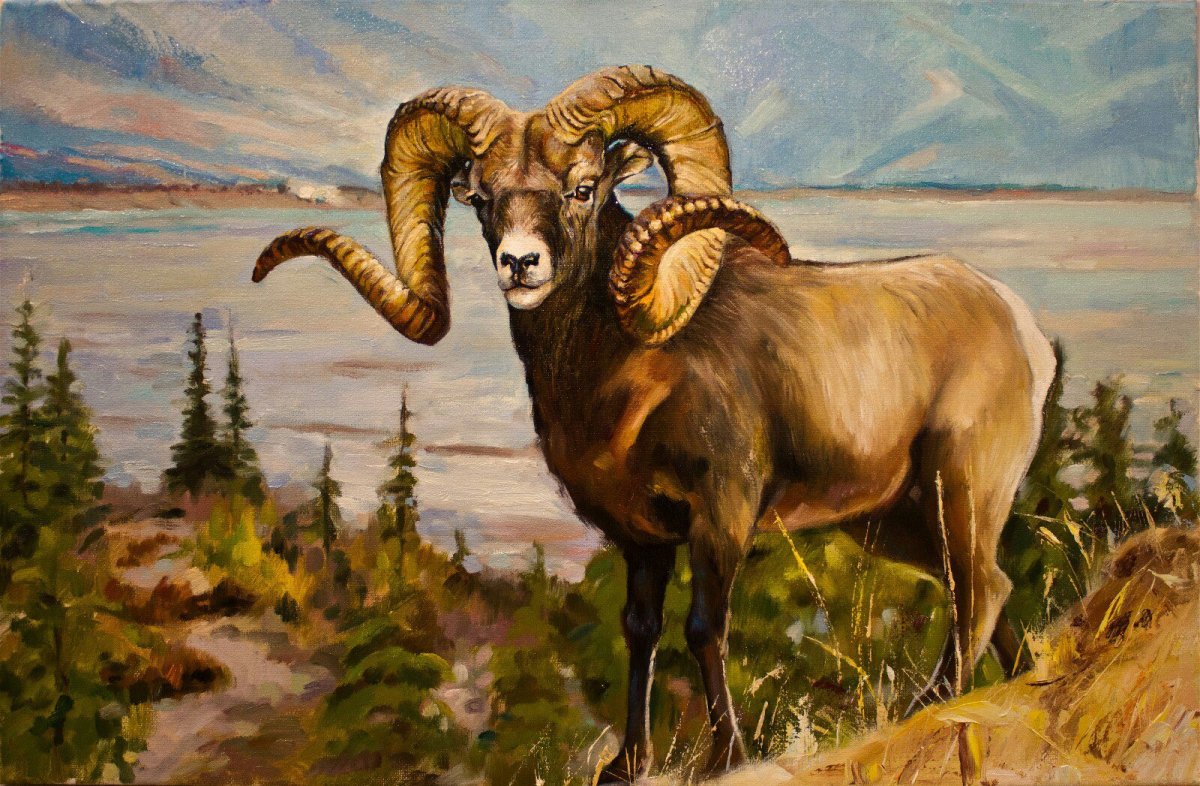 Горный баран Архар аргали