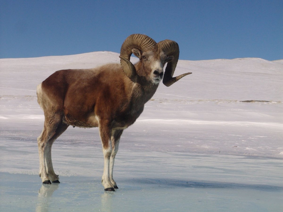 Горный баран Архар