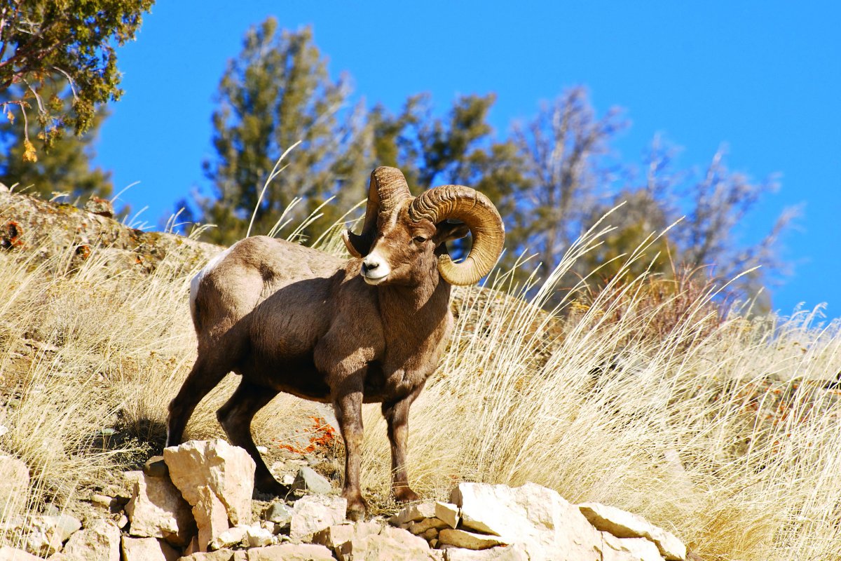 Снежный баран толсторог