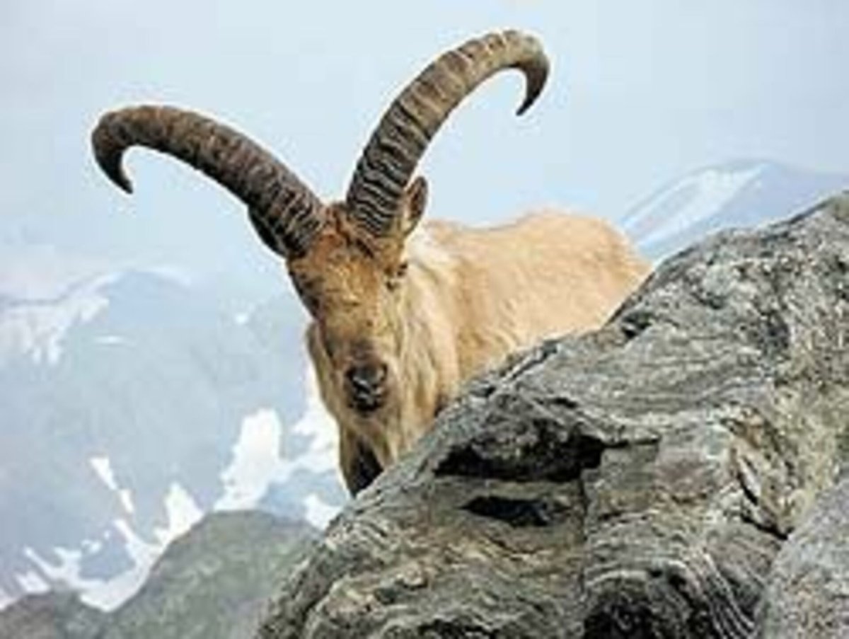 Алтайский горный баран