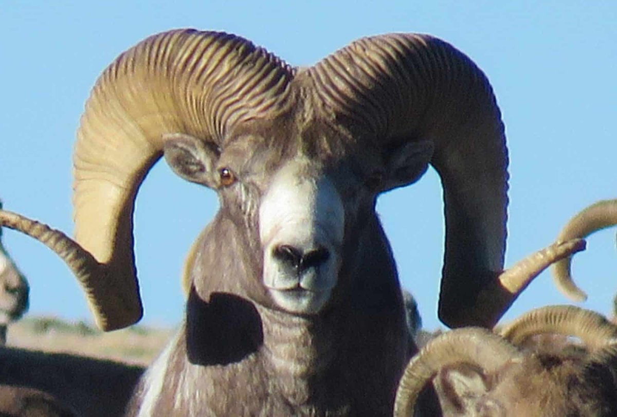 Алтайский баран аргали, Архар