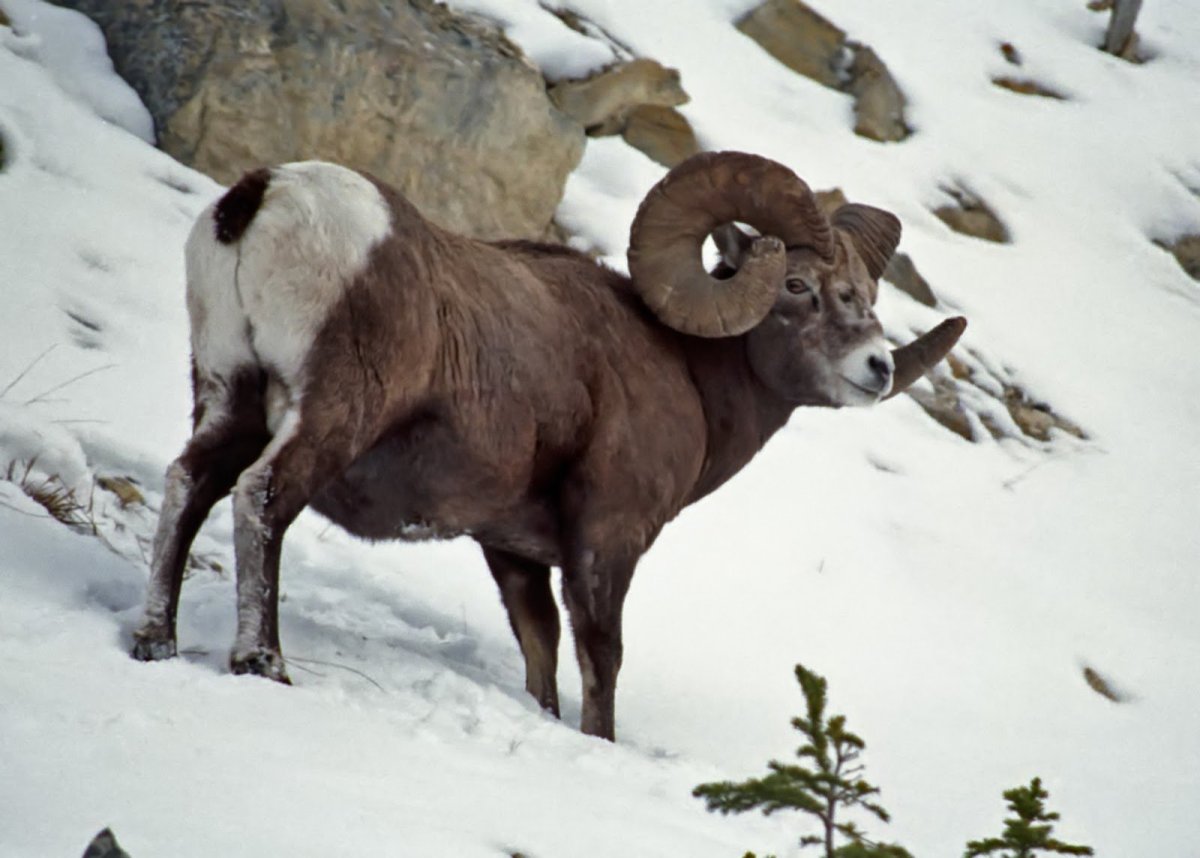 Сибирский горный баран