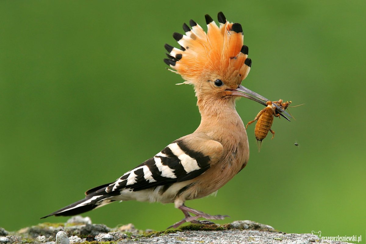 Амазонский венценосный мухоед