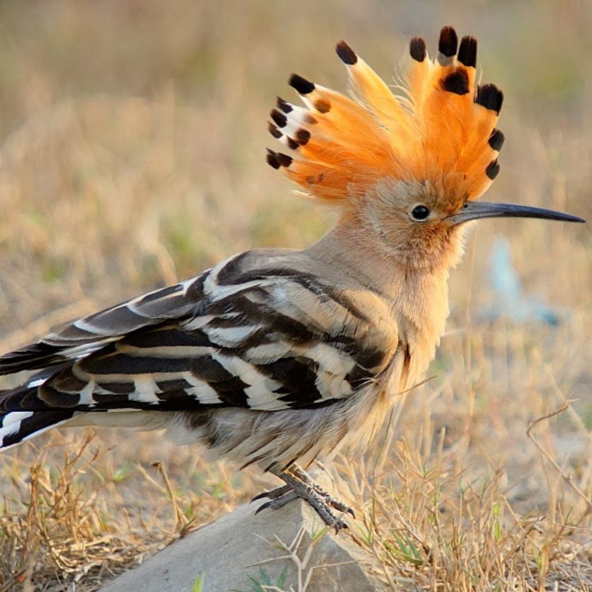 Чибис Болотная птица