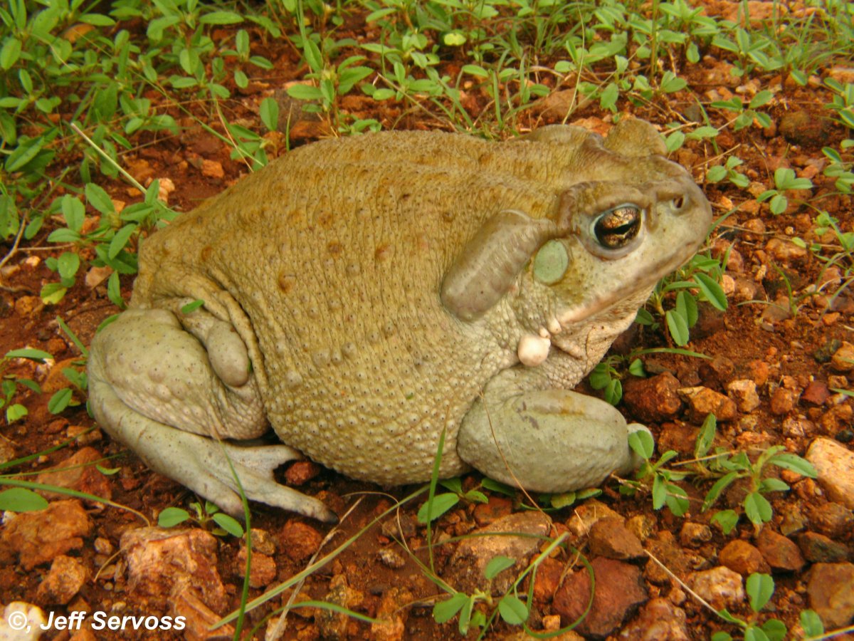 Земляная жаба на огороде