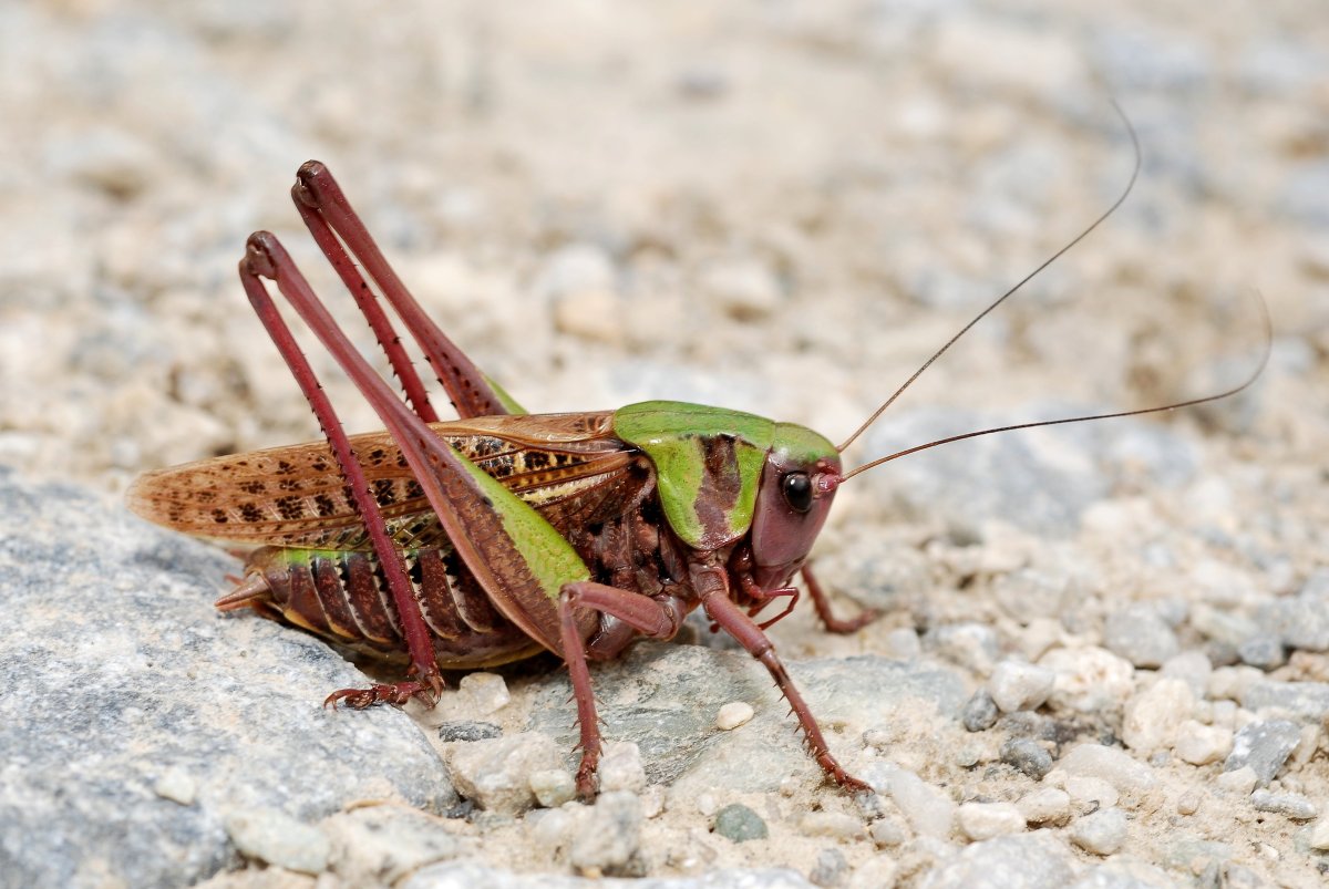 Decticus verrucivorus