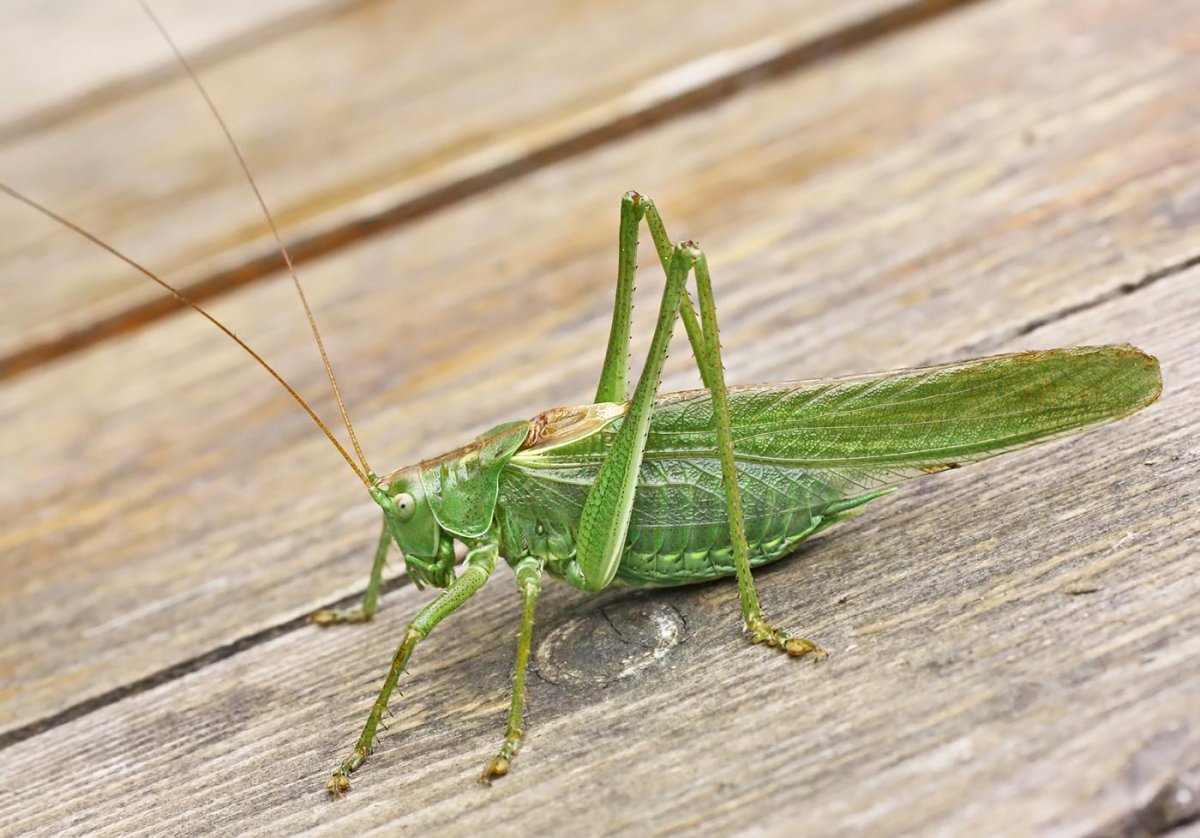 Кузнечик тетигония зеленый
