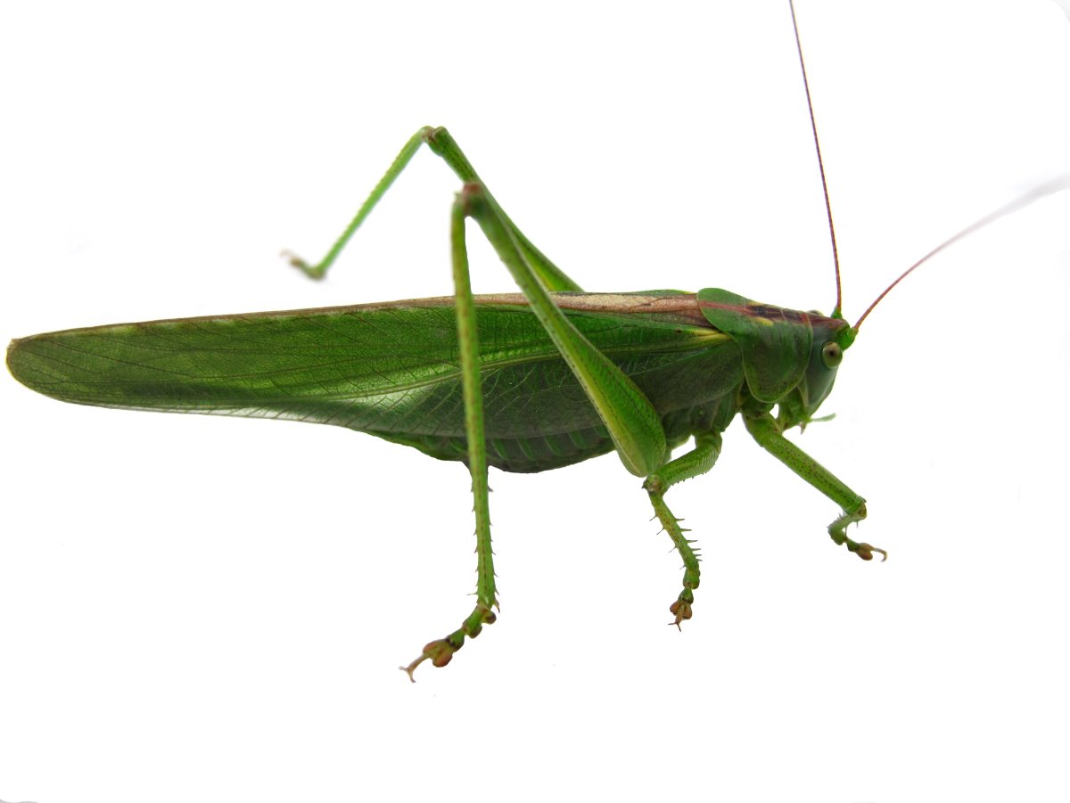 Tettigonia orientalis