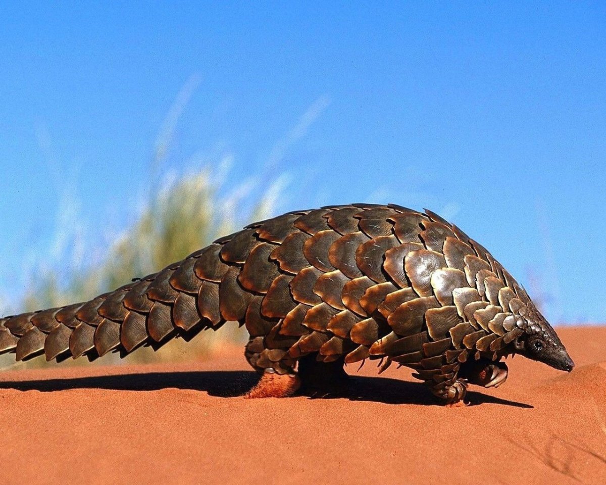 Девятипоясной броненосец