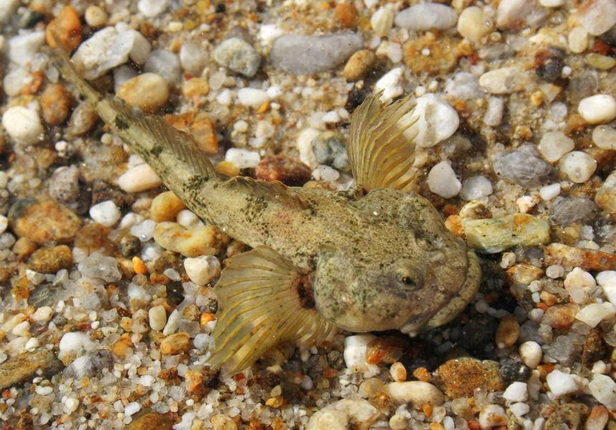 Бычок песчаник