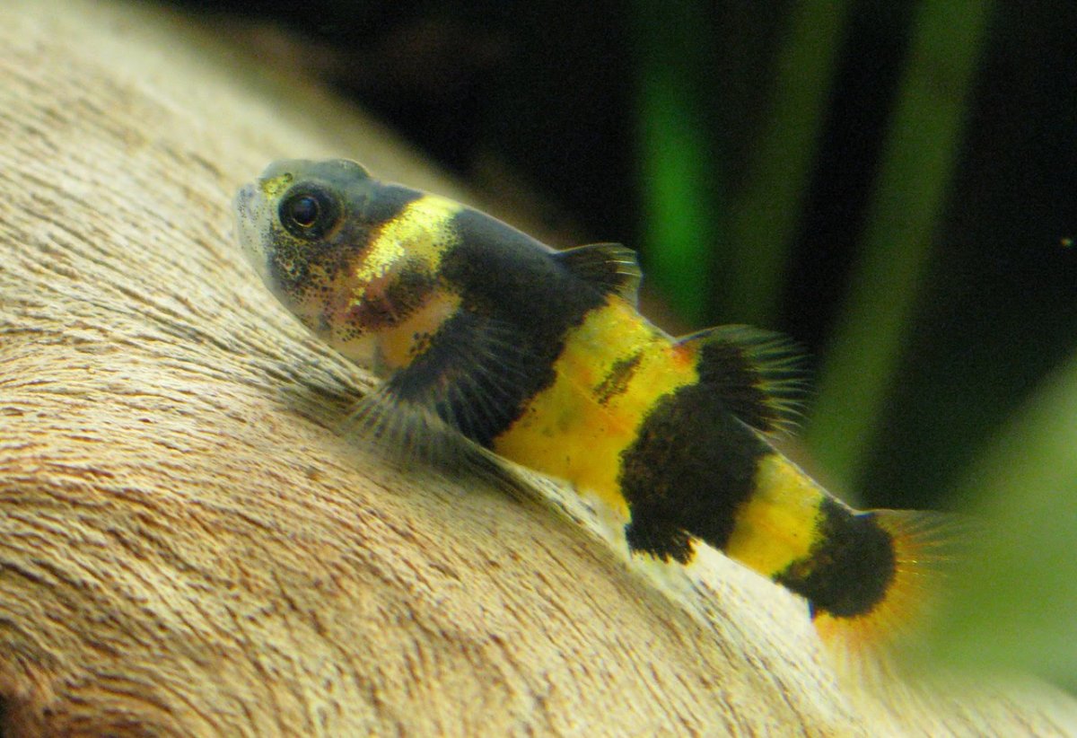 Обыкновенный подкаменщик