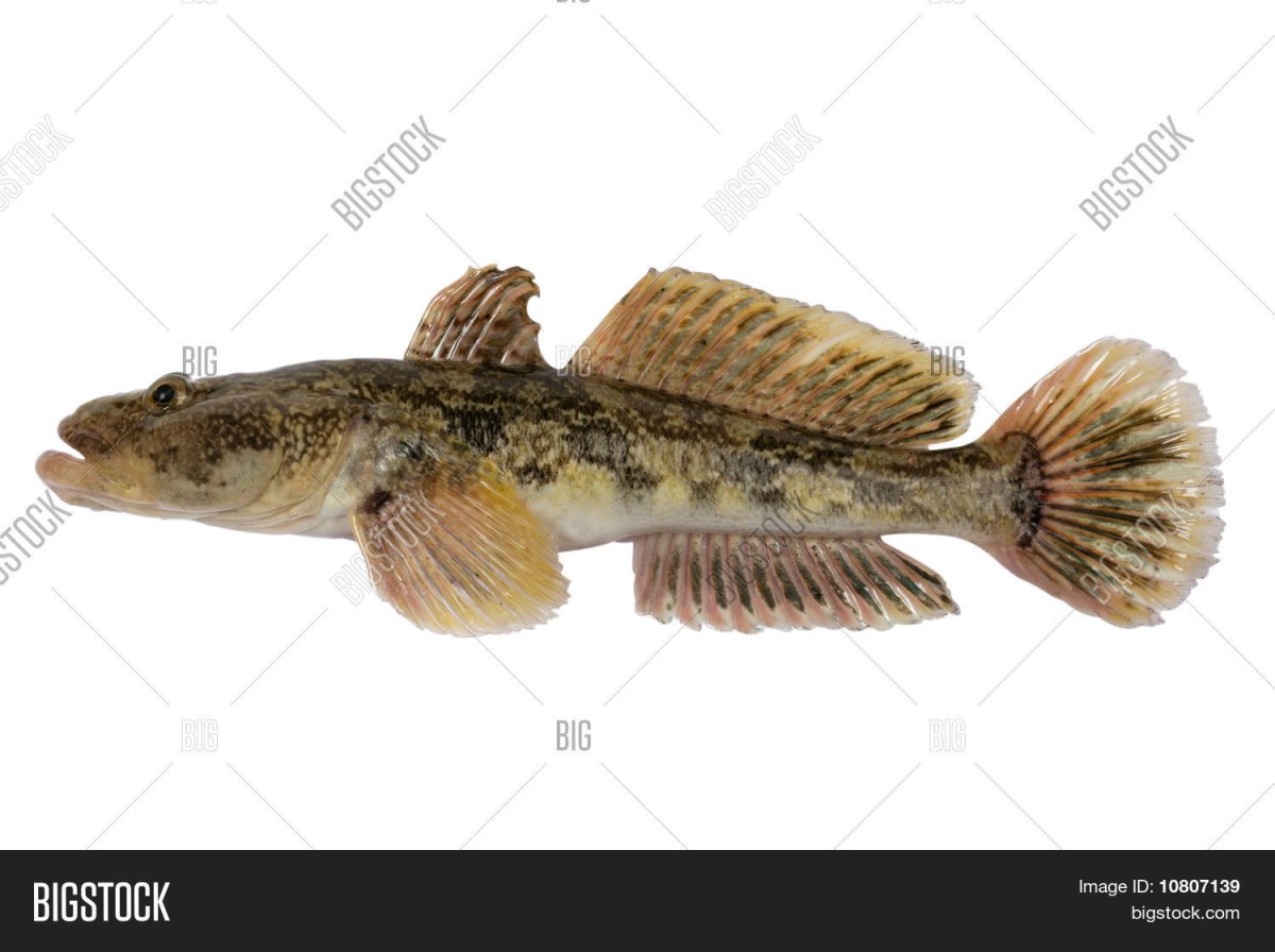 Обыкновенный подкаменщик