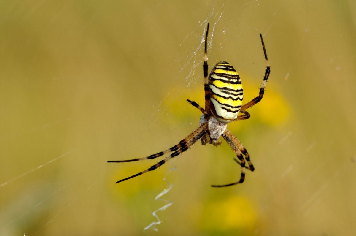 Паук полосатый желто-черный