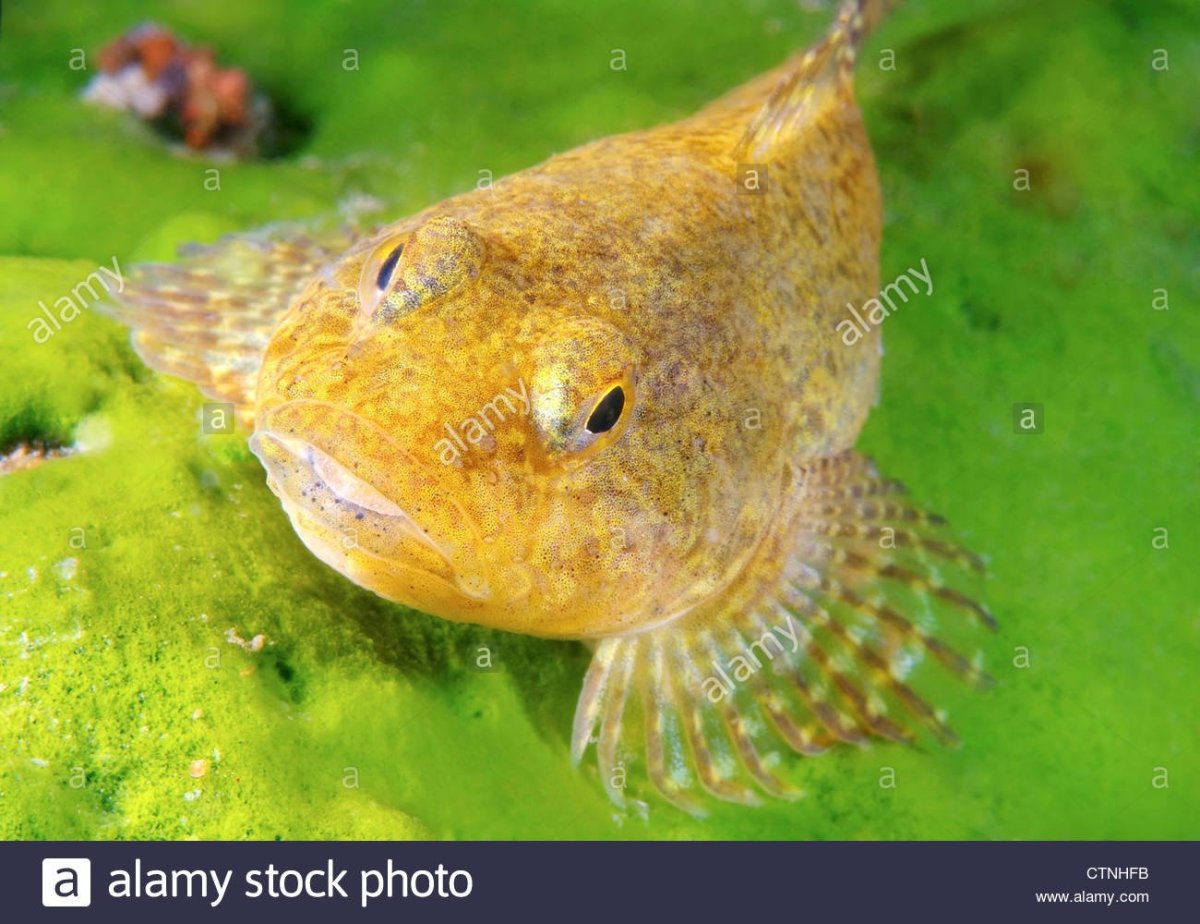 Бычок-сигнигобиус двухпятнистый