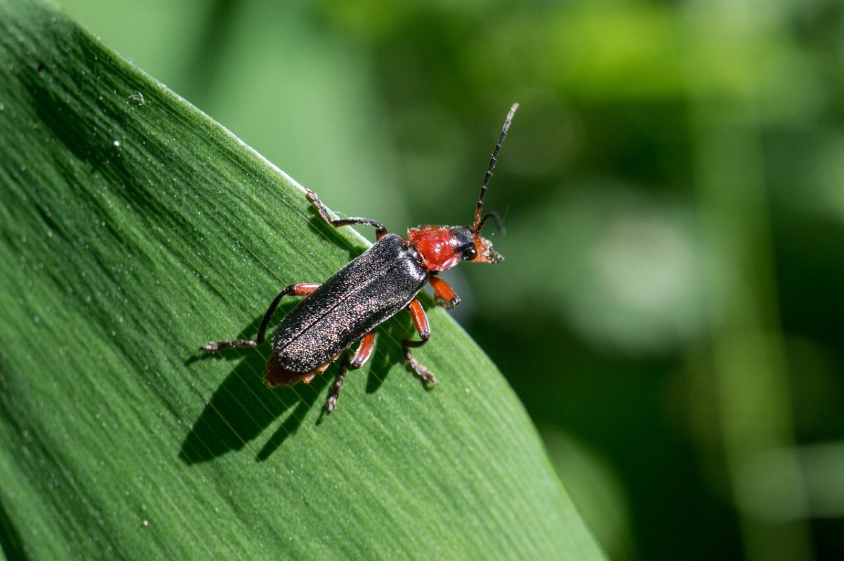 Мягкотелка красноглазая