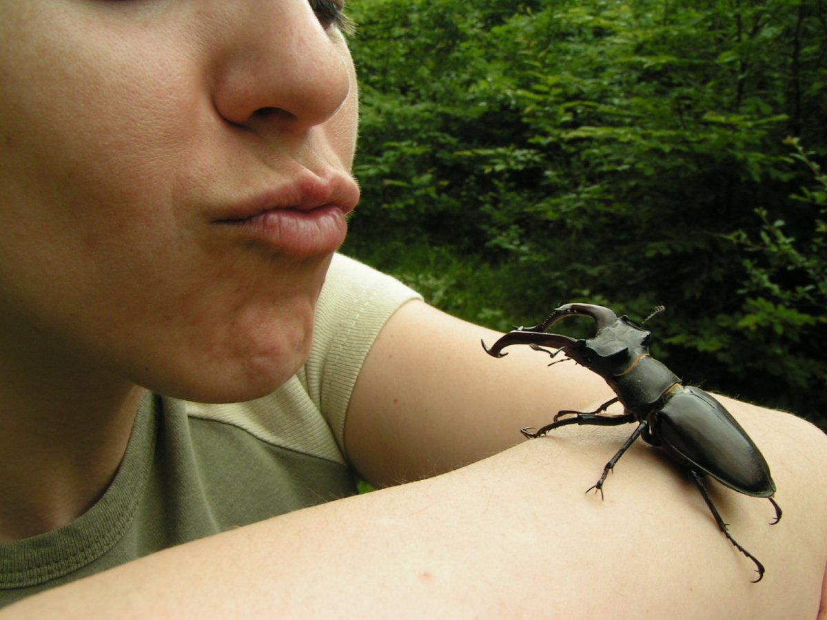 Перо стрижа