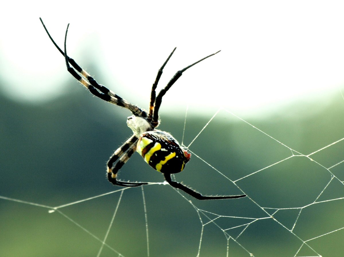 Черный паук с желтой полосой