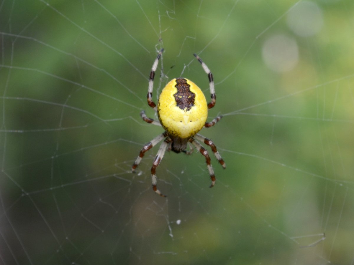 Паук птицеед паутина