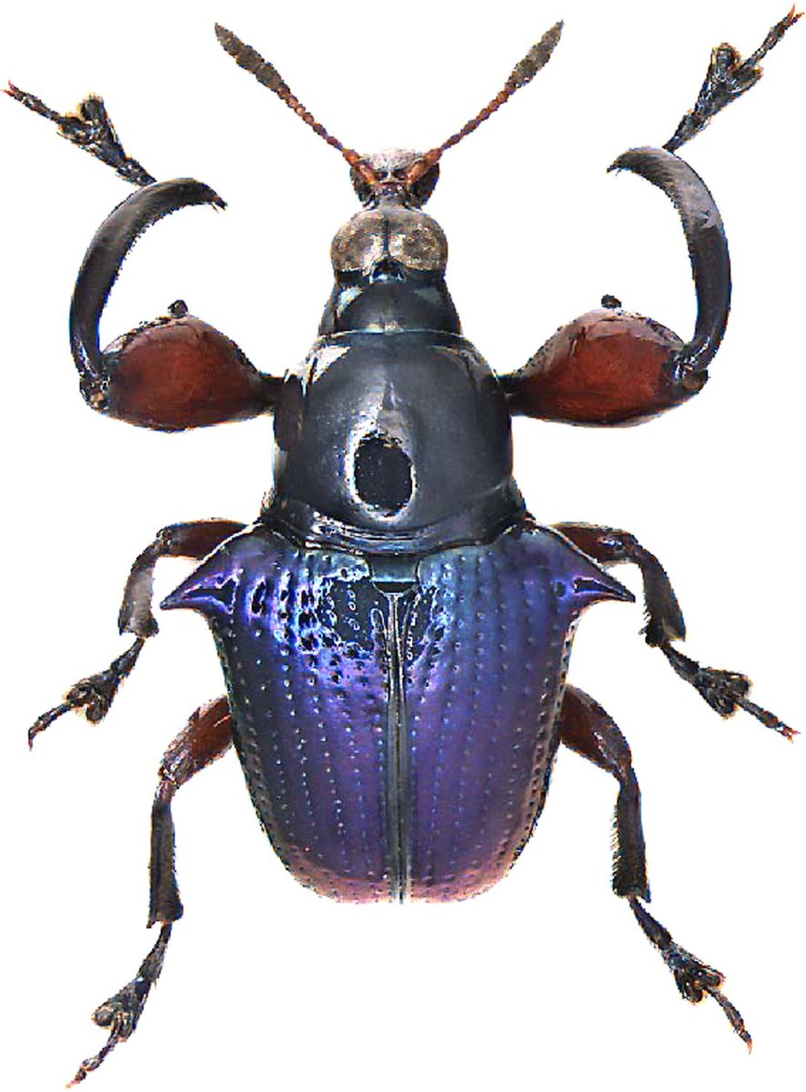 Божьи коровки