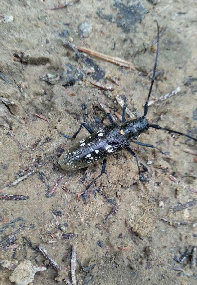 Жук усач Стриж