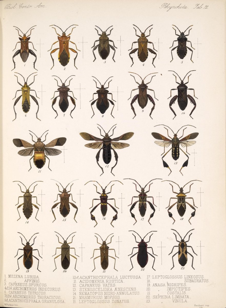 Жук Рогач кусается