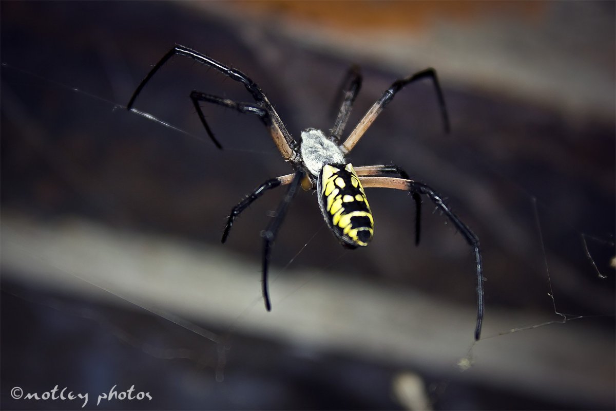 Паук на желтом фоне
