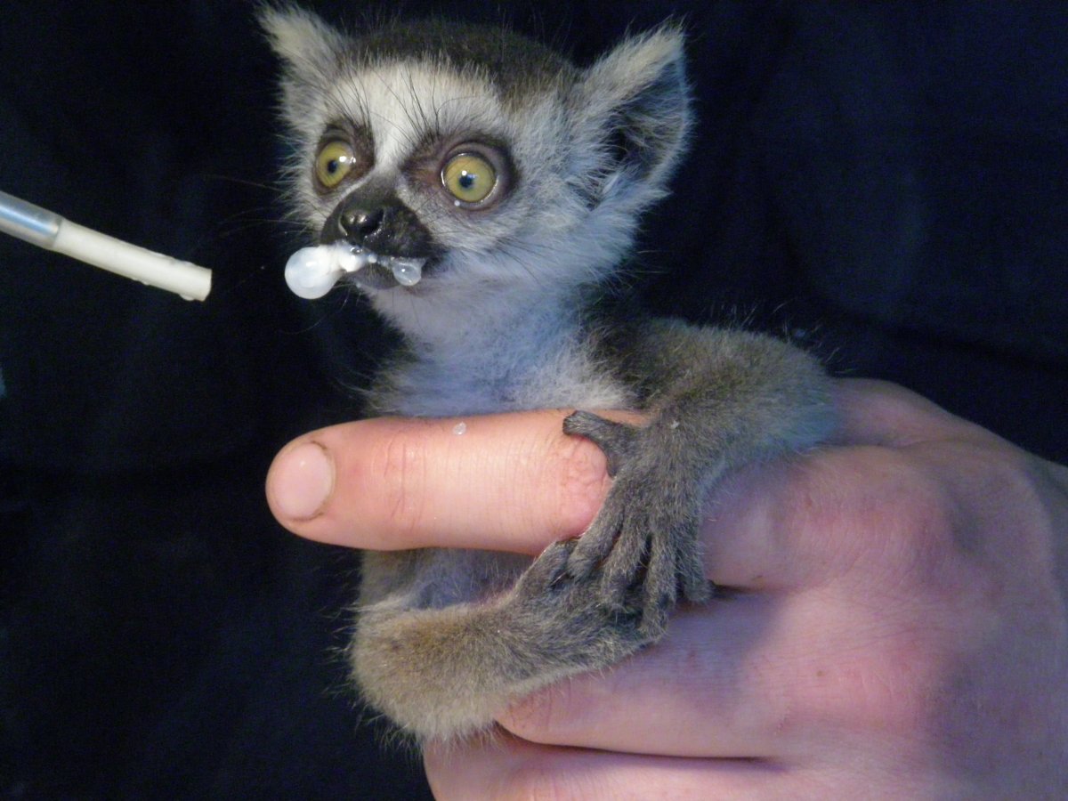 Мадагаскарский долгопят лемур Лори