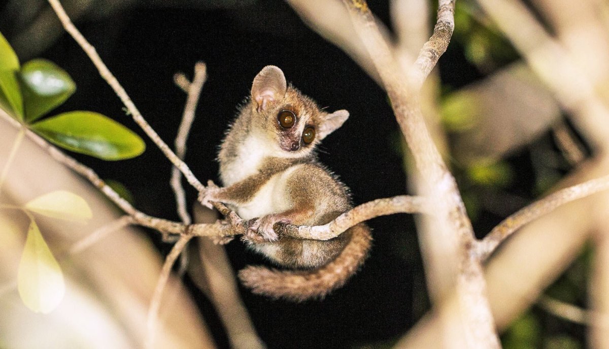 Мадагаскарский карликовый лемур