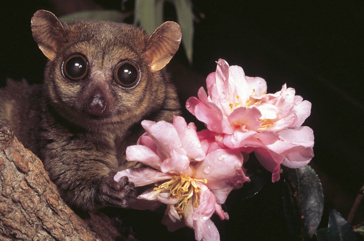 Сенегальский галаго лемур домашний