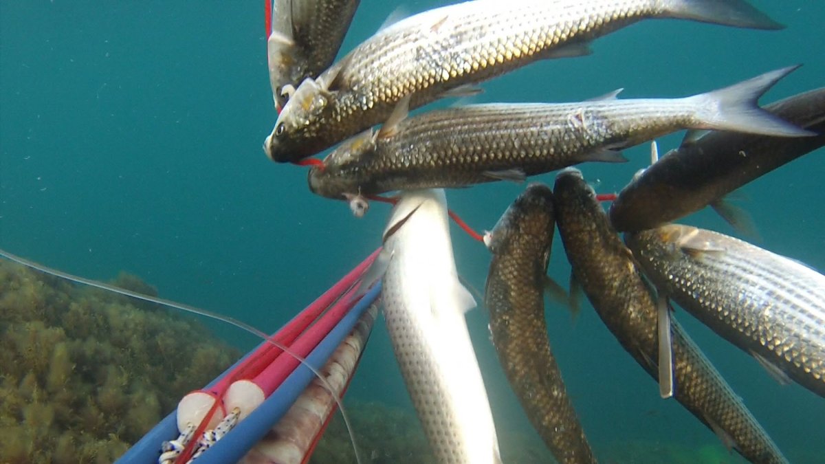 Барабулька султанка Черноморская