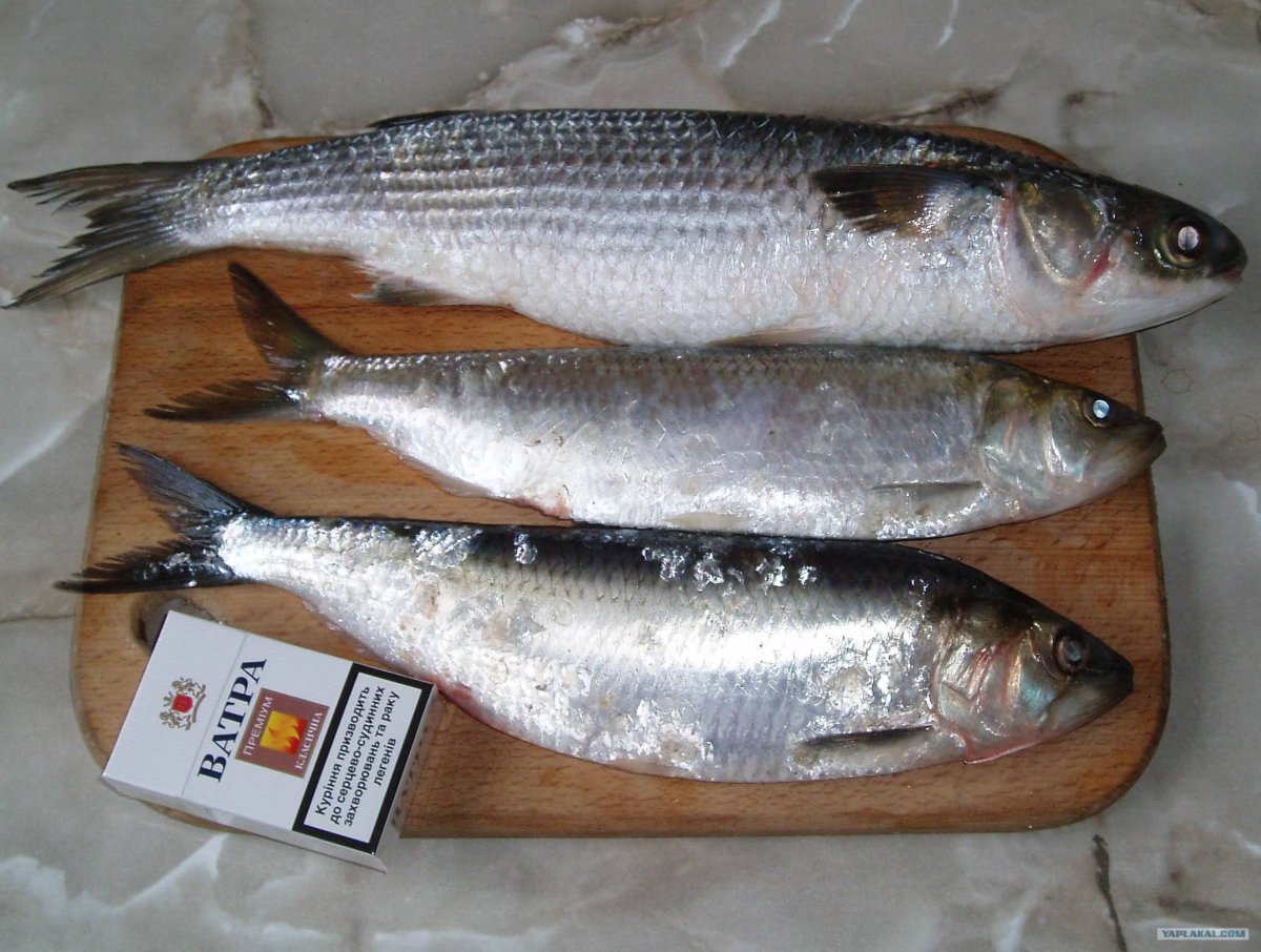 Лобань Черноморская рыба