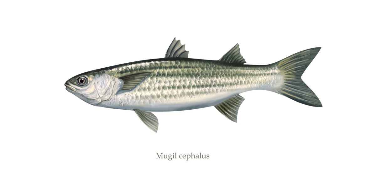 Кефаль рыба свежесть рыбы