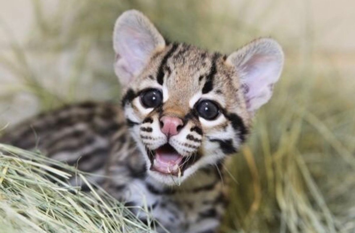 Карликовые кошки Оцелот