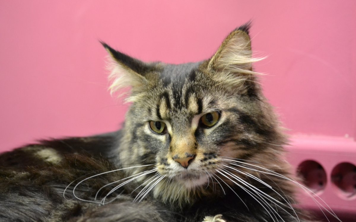 Кошка породы Мейн-кун