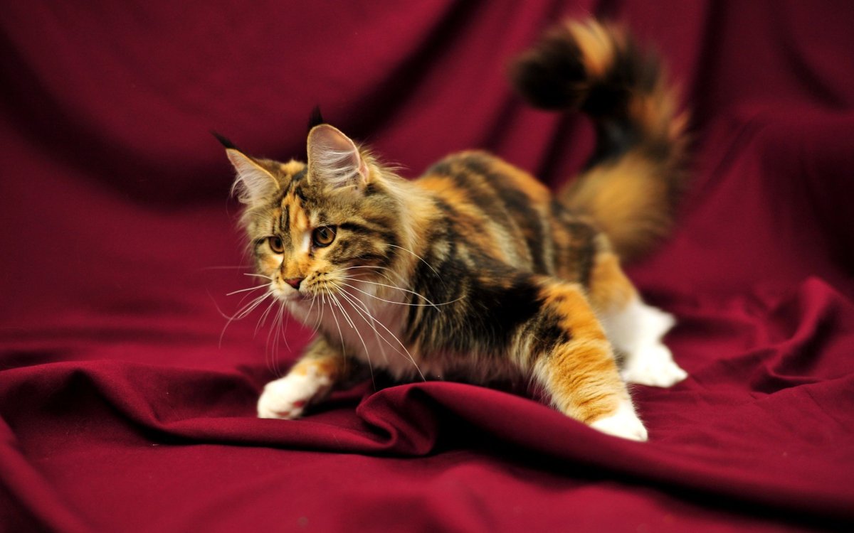 Семья Мейн кунов